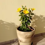 Apartamento Melina Skiathos Kolios