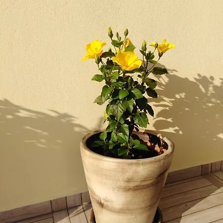 Apartmán Melina Skiathos Kolios