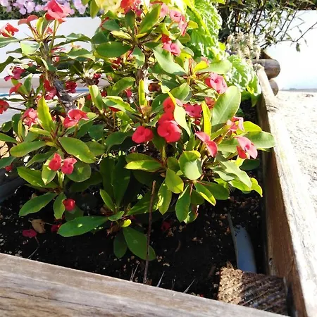 Melina Skiathos Apartament