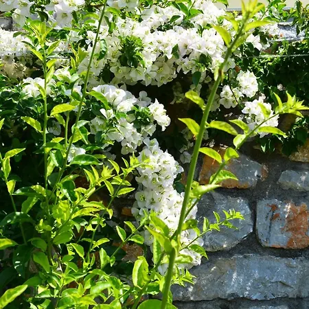 Melina Skiathos Kolios