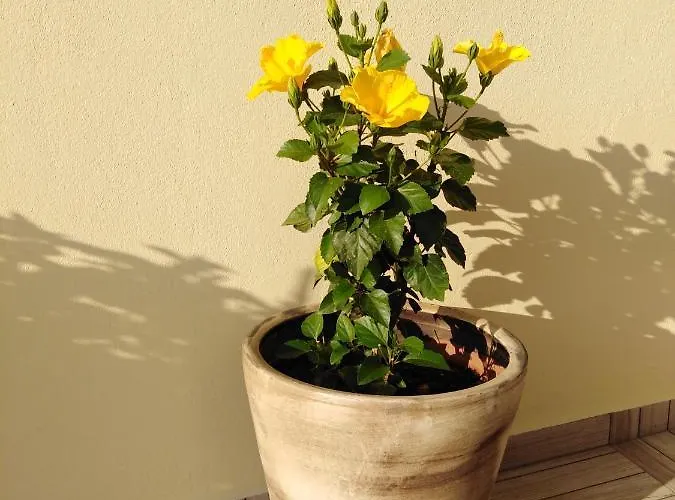 דירה Melina Skiathos Kolios