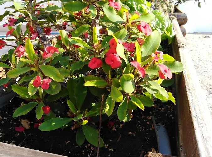 Melina Skiathos Appartamento